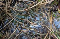 Microtus agrestis