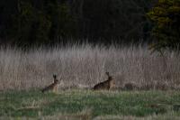 Lepus europaeus