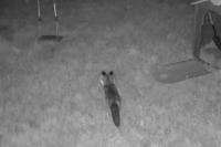 Vulpes vulpes
