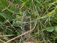 Anax imperator