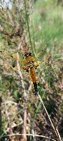 Libellula quadrimaculata