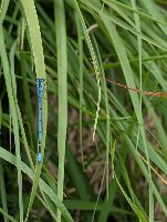 Coenagrion puella