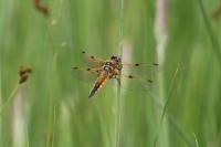 Libellula quadrimaculata