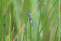Coenagrion puella