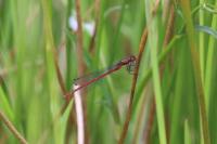 Pyrrhosoma nymphula