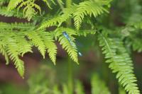 Coenagrion puella