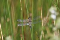Libellula quadrimaculata
