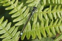 Ischnura elegans