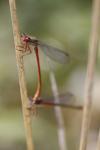 Ceriagrion tenellum
