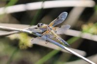 Libellula quadrimaculata