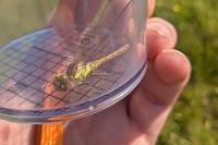 Sympetrum striolatum