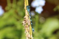 Coenagrion mercuriale