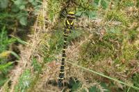 Cordulegaster boltonii