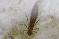 Aeshna cyanea