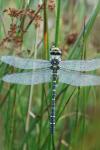 Cordulegaster boltonii