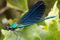Calopteryx virgo