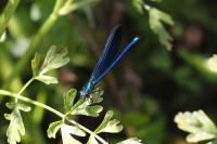 Calopteryx virgo