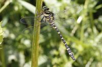 Cordulegaster boltonii