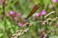 Calopteryx virgo
