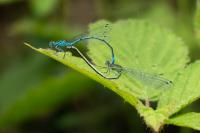 Coenagrion puella
