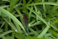 Calopteryx virgo