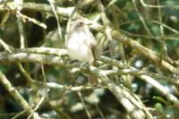 Muscicapa striata
