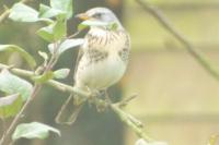 Turdus pilaris