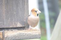 Coccothraustes coccothraustes
