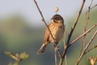 Emberiza schoeniclus