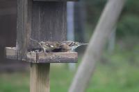 Fringilla montifringilla