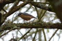 Sitta europaea