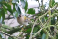 Regulus ignicapilla