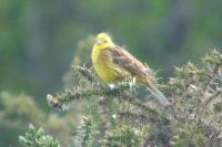 Emberiza citrinella