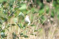 Cisticola juncidis