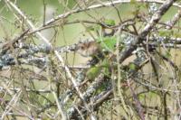 Sylvia communis