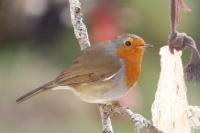 Erithacus rubecula