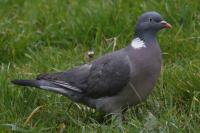 Columba palumbus