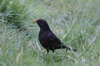 Turdus merula