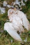 Tyto alba