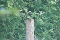 Parus major