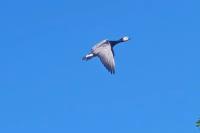 Branta leucopsis