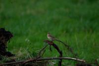 Anthus pratensis