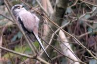 Aegithalos caudatus