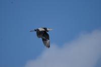 Ardea cinerea