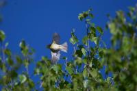 Phylloscopus collybita