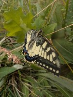 Papilio machaon