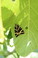 Euplagia quadripunctaria