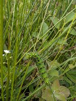 Saturnia pavonia