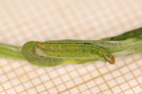 Agonopterix scopariella