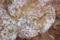 Infurcitinea argentimaculella